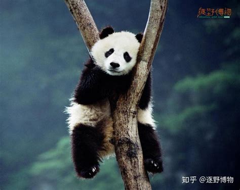 大熊猫打秋千、坐门墩、挠痒痒萌态十足