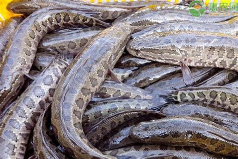 2020黑鱼养殖成本和利润是多少？（附养殖前景分析） - 惠农网