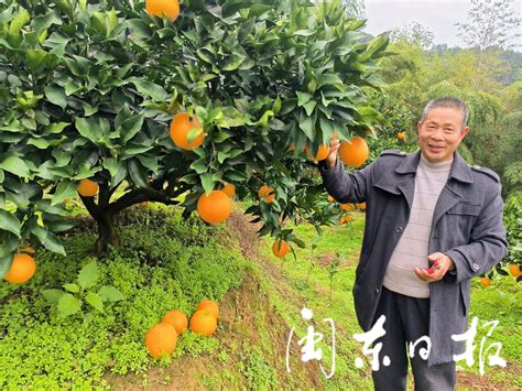 寿宁芹洋：脐橙产业助力乡村振兴_宁德网