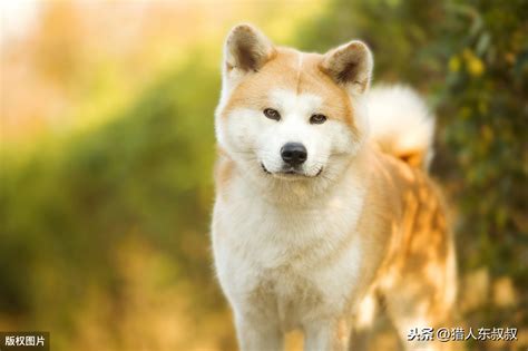 日本三种名犬ーー柴犬、北海道犬、秋田犬_CardMap_新浪博客