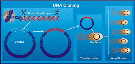 基因克隆/基因调取-分子生物学服务-Genenode|君诺德公司