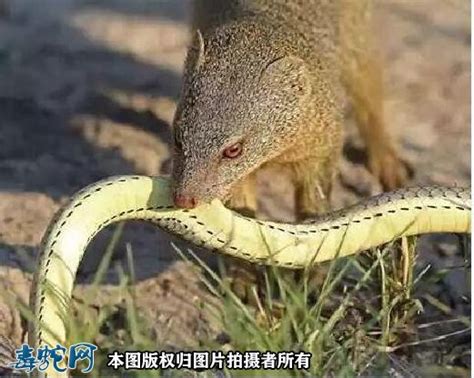 盘点十大吃蛇动物，，第三名吃蛇是生吞，第一名会主动进攻剧毒蛇__凤凰网