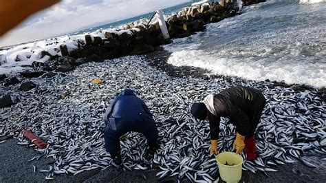 大地震还是核废水？日本沙滩冒出大量沙丁鱼，政府警告：不要触碰