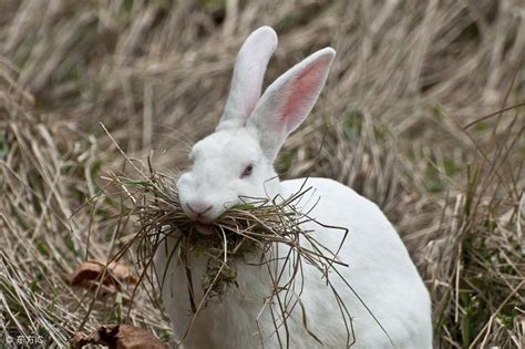 终于明白为啥兔子不吃窝边草了，原因在这里……_本能