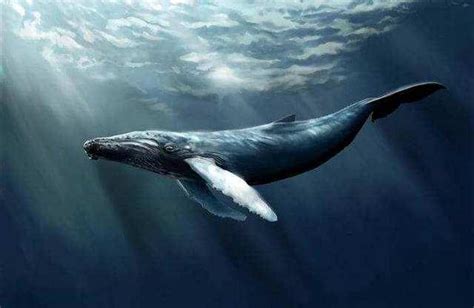 世界上最大的鲸鱼，蓝鲸高33米重181吨(非洲象体重30倍)_探秘志