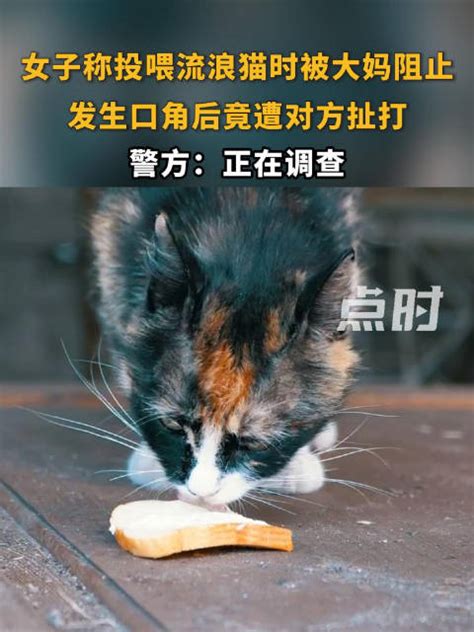 关爱流浪动物，传播青春温暖——重科爱猫协会在行动-重庆科技大学