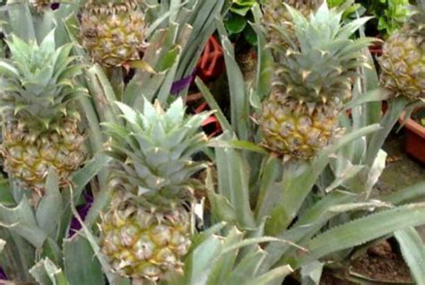 盆栽菠萝的种植方法，让你在家中也能够种菠萝 — 水果百科吧