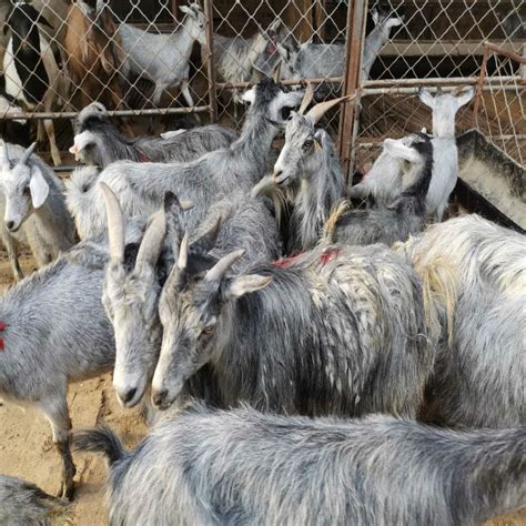 山东青山羊养殖基地 青山羊价格 怀孕母羊 羊羔 山东菏泽-食品商务网