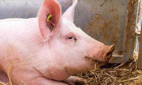 上饶万年生猪价格“保险+期货”项目启动，承保金额2608万元 - 猪好多网