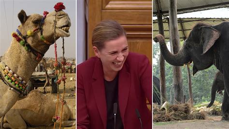 丹麦首相频繁笑场：政府为大象赎身 不得不买下一头骆驼