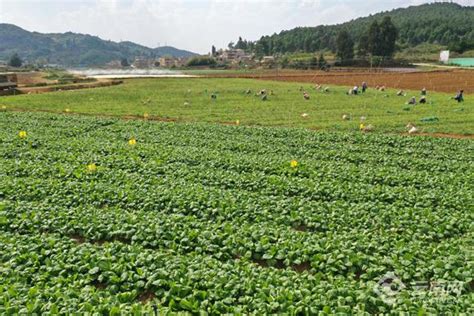 绿色泥鳅水产养殖招商详情页图片下载_红动中国