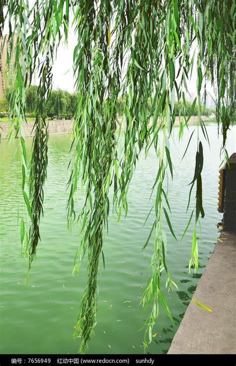 荷花池边的柳树风景图片高清图片下载_红动中国