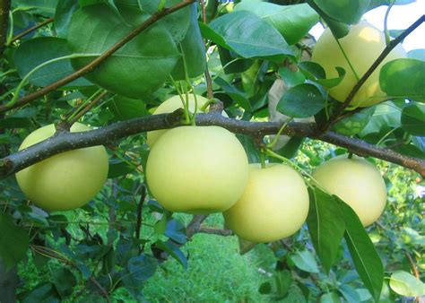梨树的营养特点