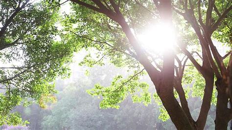夏天阳光透射树木树叶风景意境高清摄影大图-千库网
