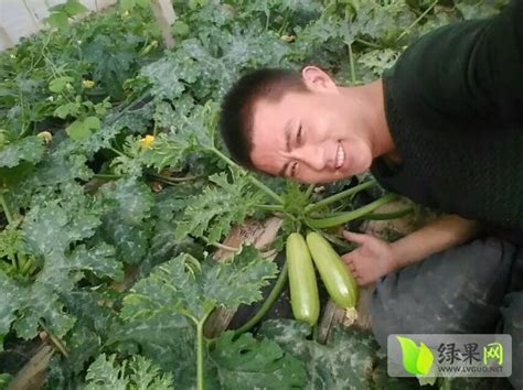 江苏海门：采收西葫芦供应市场-人民图片网