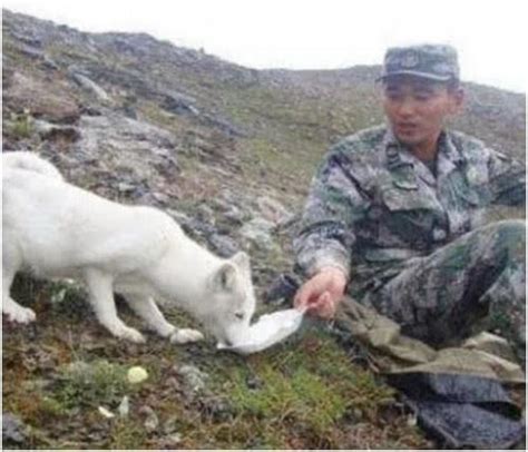 冰天雪地！中国军人救了一只狐狸，此后白狐与战士一起守边疆__凤凰网
