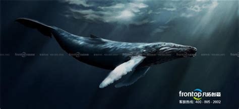 强大的深海巨鲸高清图片下载-正版图片600088399-摄图网