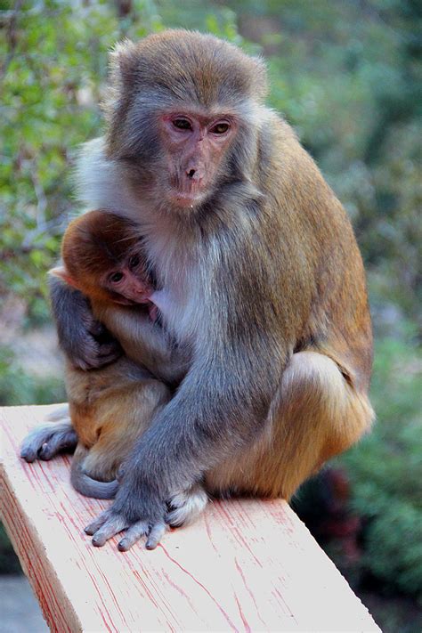 峨眉山的猴子,陆地动物,动物摄影,摄影素材,汇图网www.huitu.com