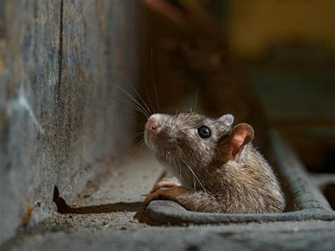 生老鼠(中国科学家成功让公鼠怀孕产子！全球首次，10只幼崽非常健康) - 【爱喜匠】