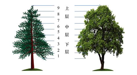 江南常用园林绿化苗木品种及相应胸径、高度、冠幅一览规表_文档之家