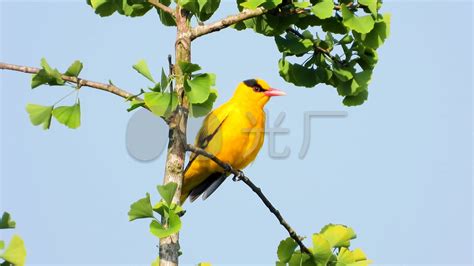 大自然的“歌唱家”——黄鹂鸟现身云南丽江拉市海-云南省林业和草原局-关注森林网