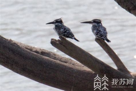 当代广西网 -- 鄱阳湖频现珍稀鸟种