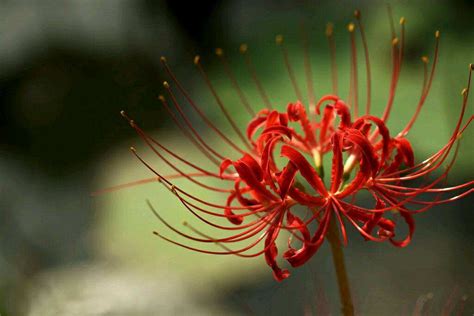 彼岸花种子怎么种，彼岸花种子的种子方法和注意事项的详细介绍-绿宝园林网
