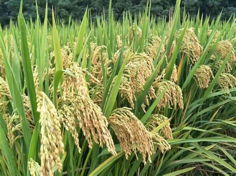 水稻亩产超1吨，四川这个地方实现吨粮田_四川在线
