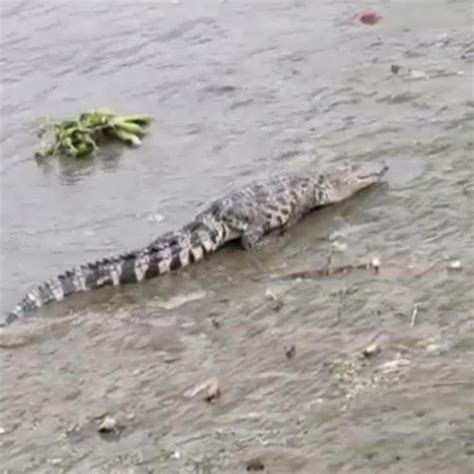 鳄鱼现身黄浦江，业内人士称不是扬子鳄，警方正在搜寻
