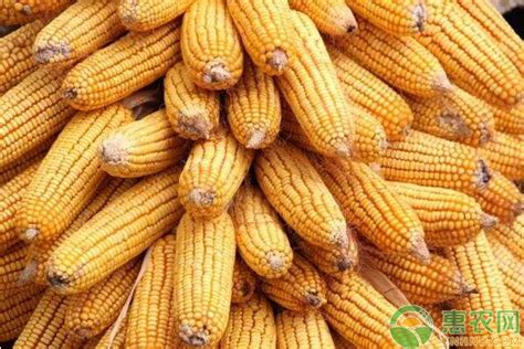 中国哪个朝代的人能吃到玉米 - 知百科