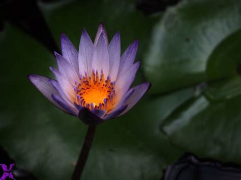 夏天的味道》---“紫莲”花语摄影图片】生态摄影_Q龙-ZHOU_太平洋电脑网摄影部落