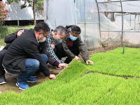 聚焦水稻产业发展 培育荆州大米品牌 - 荆州市农业农村局