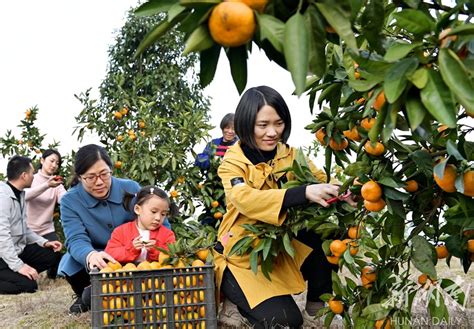 柑橘挂满枝 游客采摘乐 - 新闻 - 湖南日报网 - 华声在线