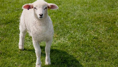 梦见买羊肉是什么意思周公解梦 - 解梦命理 - 微文网(维文网)