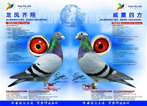 北京王大亮鸽业--中国信鸽信息网相册