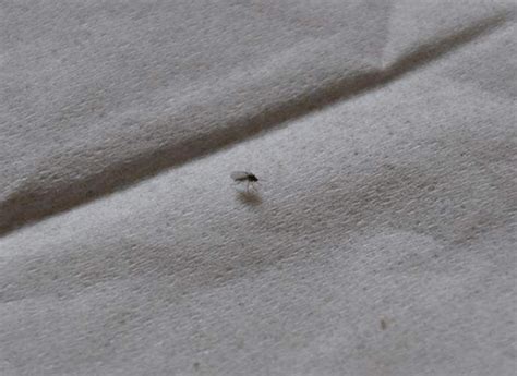 蚊子类图片-蚊子类图片素材大全-摄图网