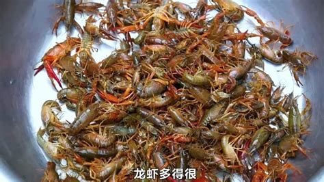 野生小龙虾什么季节有，小龙虾成熟季节 - 鲜淘网