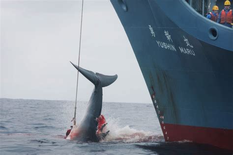 探秘印尼捕鲸村：海上猎人用小船和长矛捕猎抹香鲸，猎物公平分配|捕鲸|鲸鱼|抹香鲸_新浪新闻