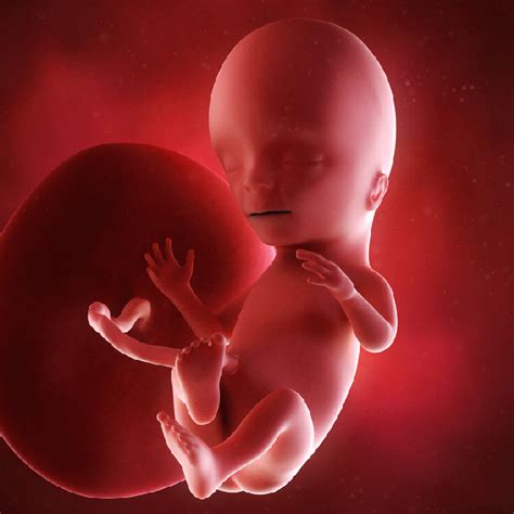 婴儿胚胎发育过程（胎儿1）-幼儿百科-魔术铺