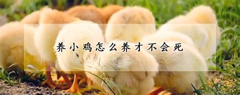 小鸡怎么养 —【发财农业网】