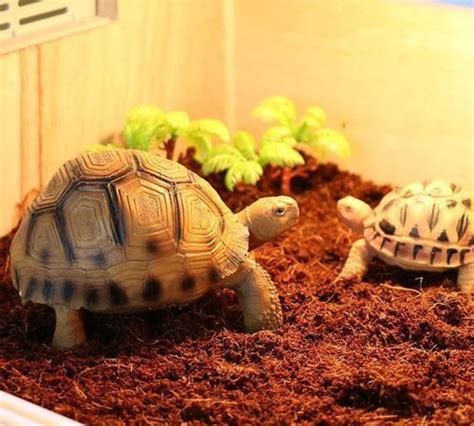 如何在寝室养三只1到2厘米的草龟? - 知乎