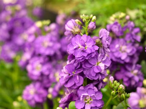 紫罗兰（十字花科草本植物） - 搜狗百科