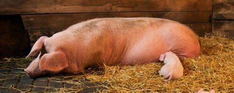 母猪配种多少天生小猪，附配种的操作流程-农百科