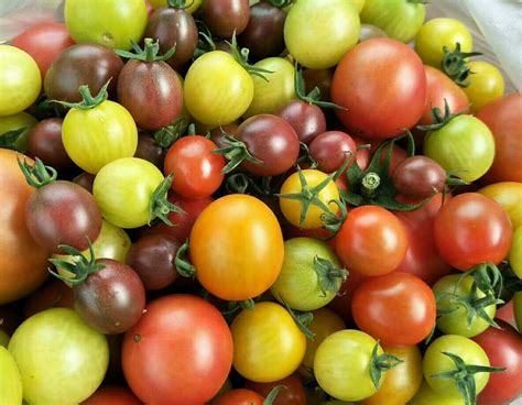 网红品种番茄种植体验+品种口味测评-藤本月季网