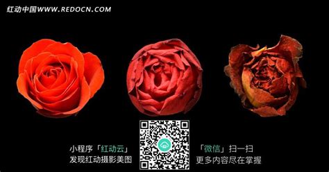 玫瑰花从盛开到凋谢图片免费下载_红动中国
