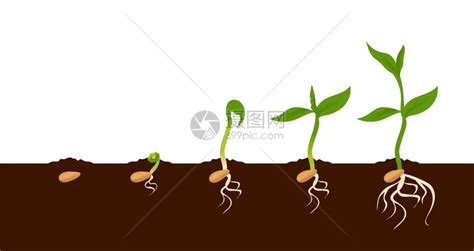 种植物品生长过程树苗子的顺序子的顺序树子的顺序植物的生长周期树根和初叶的外观种植物生长阶段种植物的生长过程种子的顺序植物的自然步插画图片下载 ...