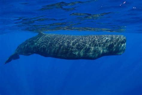 你知道蓝鲸能吞下的最大的东西是什么吗？-看点快报