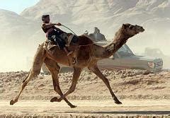都顺拐了，骆驼怎么还能做“沙漠之舟”啊！| 果壳 科技有意思
