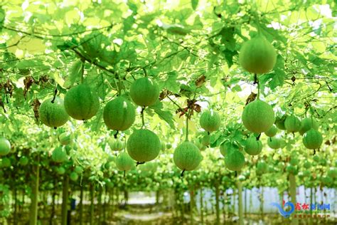瓜蒌种植技术及病害防治 - 蜜源植物 - 酷蜜蜂