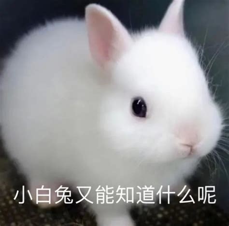 兔子的品种带图介绍,图片,猫的品种图(第9页)_大山谷图库